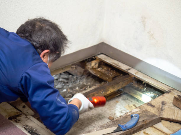 Best Insurance-Related Mold Remediation in Shenandoah Farms, VA