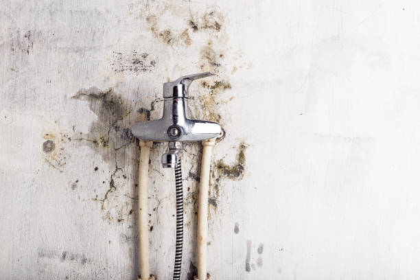  Shenandoah Farms, VA Mold Removal Pros