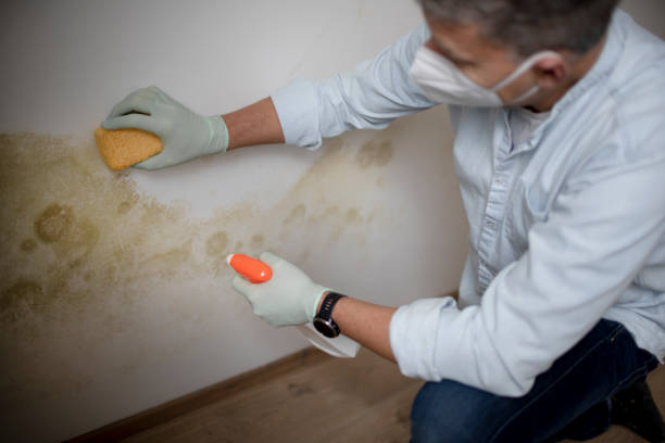 Best Attic Mold Remediation in Shenandoah Farms, VA