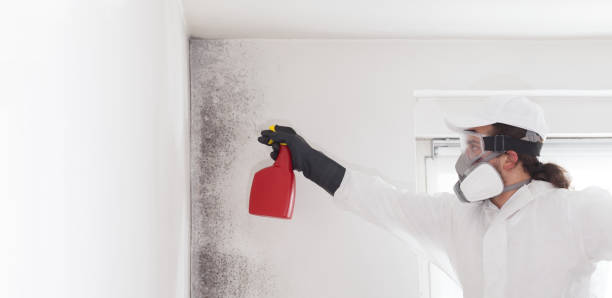 Best White Mold Remediation in Shenandoah Farms, VA