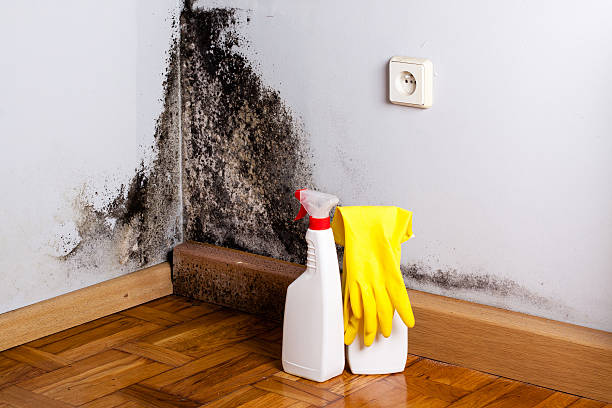  Shenandoah Farms, VA Mold Removal Pros